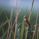 Platz 4 FC Sinsheim Oechsner PetraMaria 04